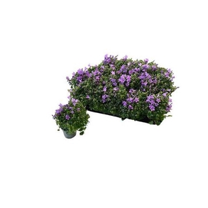 Campanula portenschlagiana 'Royal'