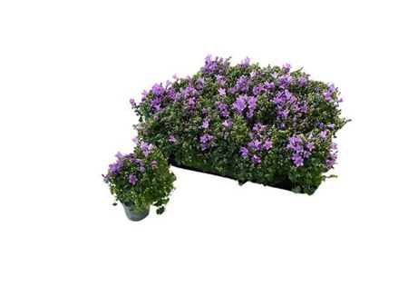 <h4>Campanula portenschlagiana 'Royal'</h4>