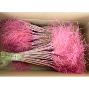 Df Stypha 60cm Bs Pink