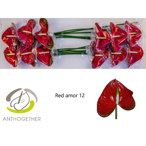 ANTH A RED AMOR 12