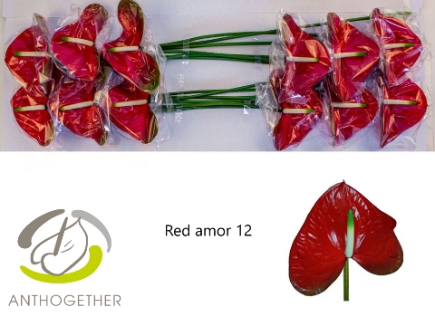 ANTH A RED AMOR 12