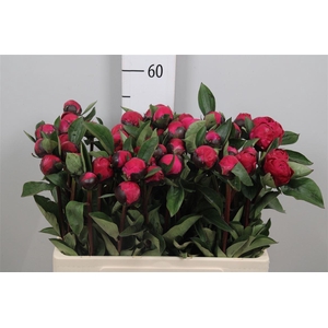 Paeo L Red Sarah Ber