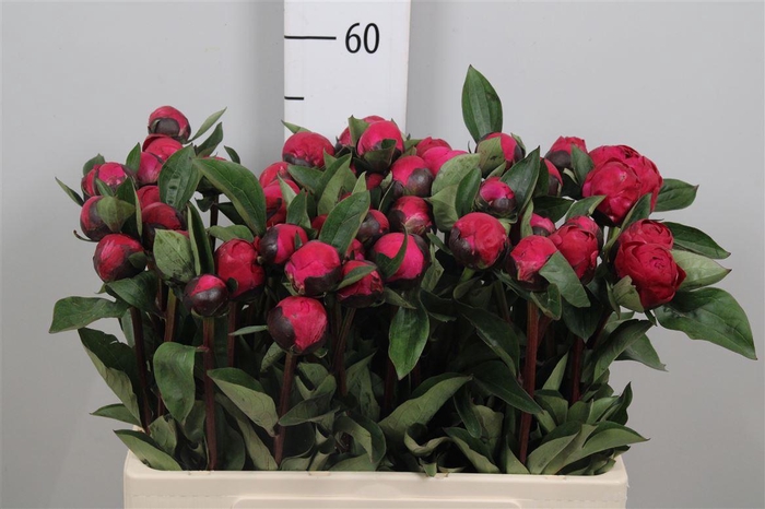 <h4>Paeo L Red Sarah Ber</h4>