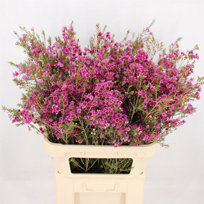 <h4>Chamelaucium Nina's Delight</h4>