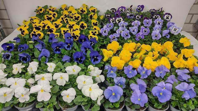 <h4>VIO F1 HYBR MIXK</h4>