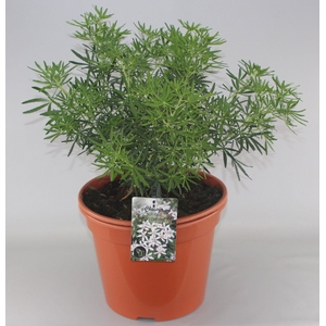 Choisya White Dazzler PBR C10