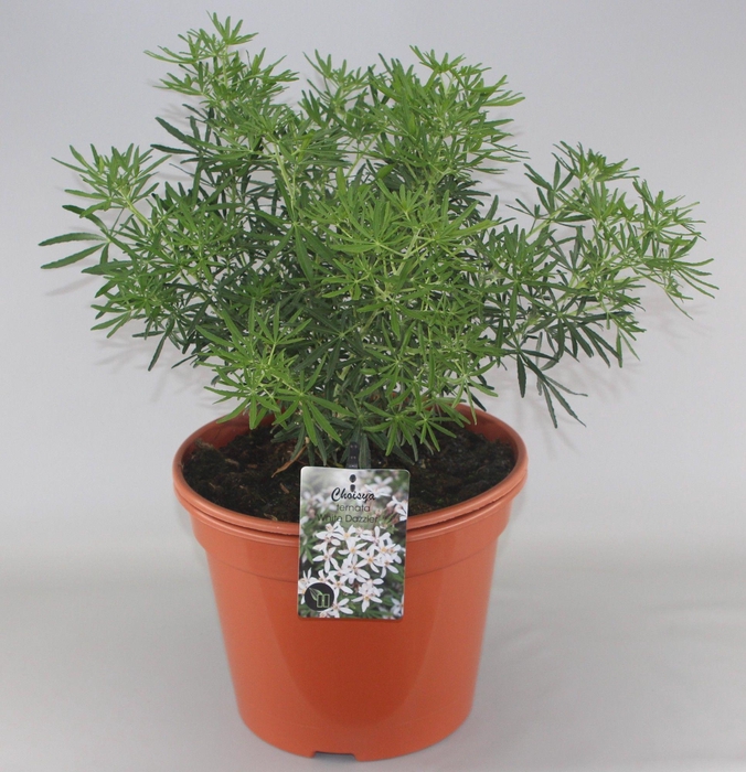 <h4>Choisya White Dazzler PBR C10</h4>