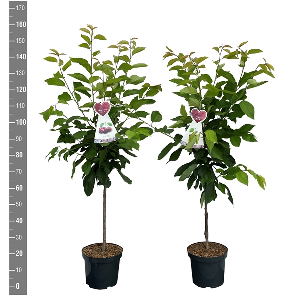 <h4>Prunus avium struik MIX</h4>