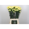 Dianthus St Ilias