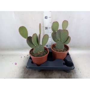 Opuntia microdasys