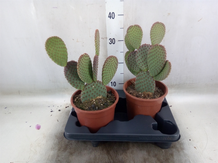 <h4>Opuntia microdasys</h4>