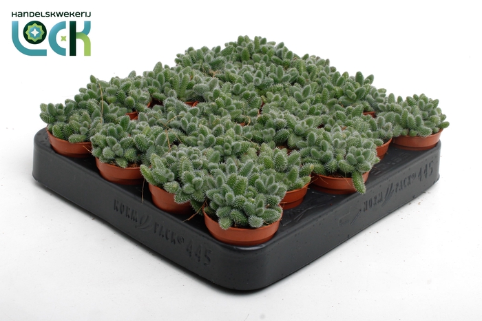 <h4>DELOSPERMA ECHINATUM</h4>
