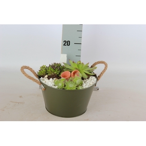 ARR SEMPERVIVUM