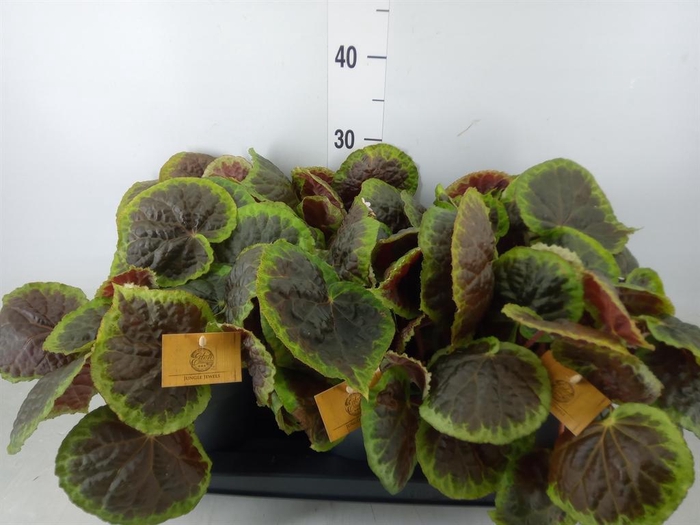 <h4>Planten ... L%</h4>