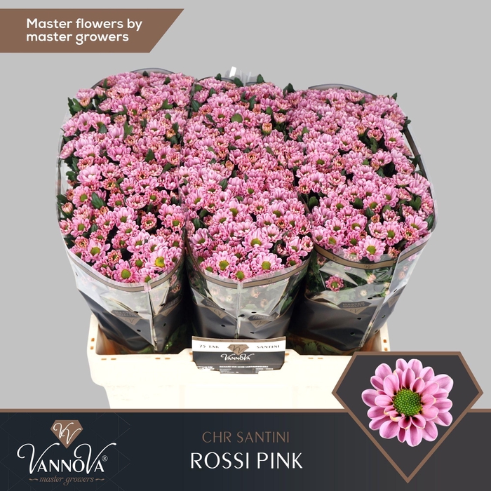 <h4>Chr S Rossi Pink</h4>