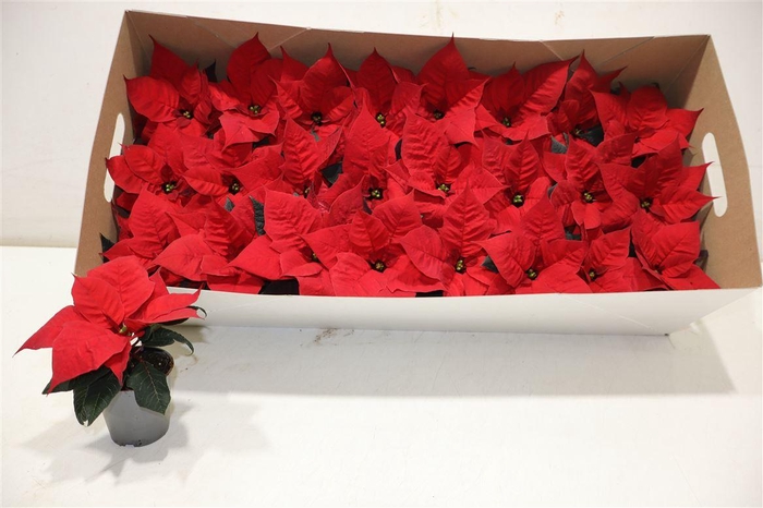 <h4>Euphor P Chr F Red</h4>