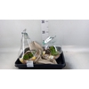Arr.  Succulents H%