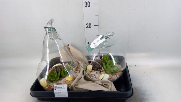 Arr.  Succulents H%