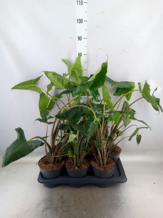 <h4>Alocasia zebrina 'Siberian Tiger'</h4>