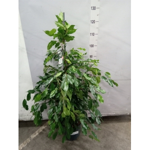 Ficus benja. 'Exotica'