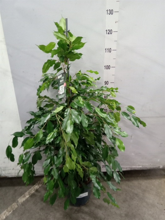 <h4>Ficus benja. 'Exotica'</h4>