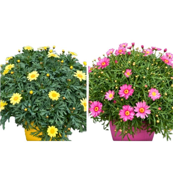 <h4>Argyranthemum frutescens overig</h4>