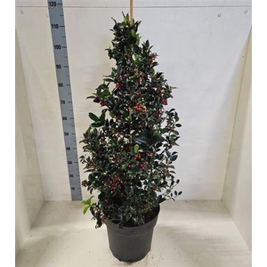 Ilex Mes Blue Maid