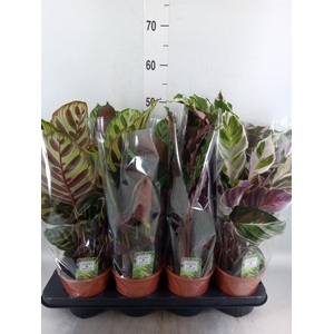 Calathea   ...mix 4