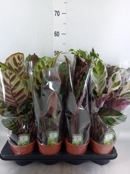 <h4>Calathea   ...mix 4</h4>