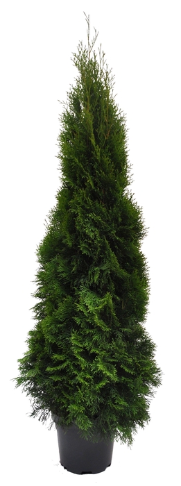 <h4>Thuja occ. Smaragd, plantmaat 140-160 cm - Rondgestoken -</h4>