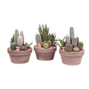 Cactus en succulent in plastic schaal 17 cm in grijze schaal