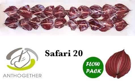 <h4>Anthurium Safari</h4>