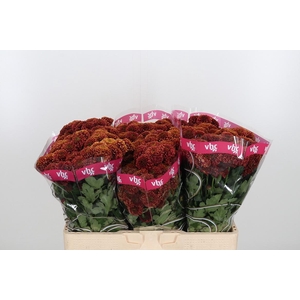 Chr San Aaa Doria Ch