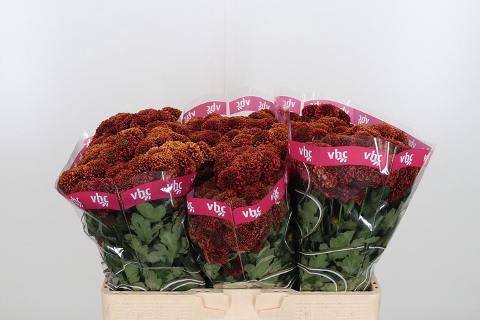 <h4>Chr San Aaa Doria Ch</h4>