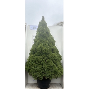 PICEA GL CONICA