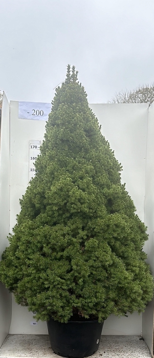 <h4>PICEA GL CONICA</h4>