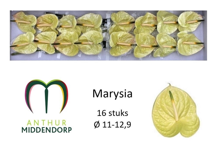 <h4>Anth A Marysia</h4>