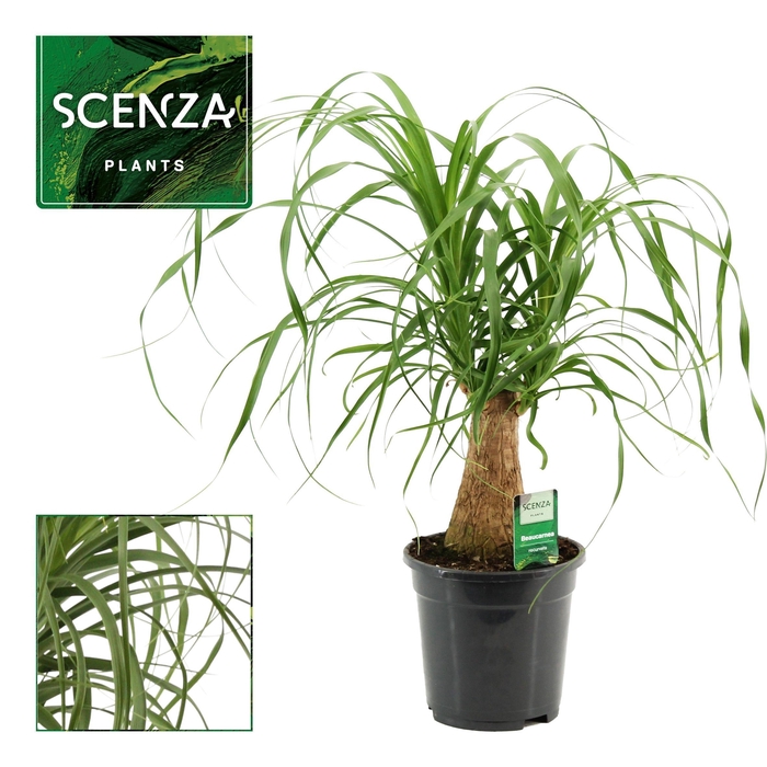 <h4>Beaucarnea recht 17 cm compacte stam (Scenza)</h4>