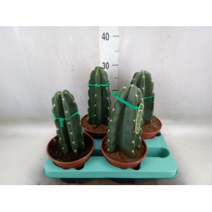 Cereus   ...