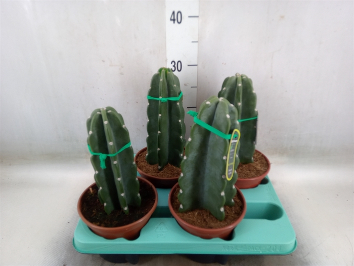 <h4>Cereus   ...</h4>