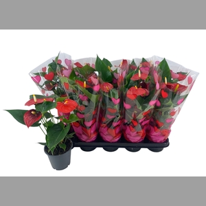 ANTHU AN SUCCESS RED