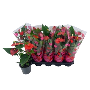 ANTHU AN SUCCESS RED