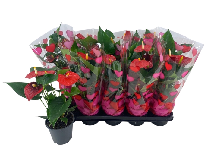 <h4>ANTHU AN SUCCESS RED</h4>