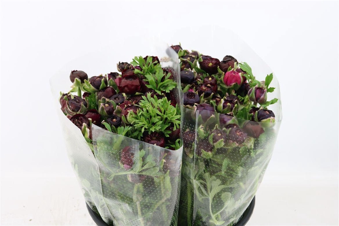 <h4>Ran Elegance Violet</h4>