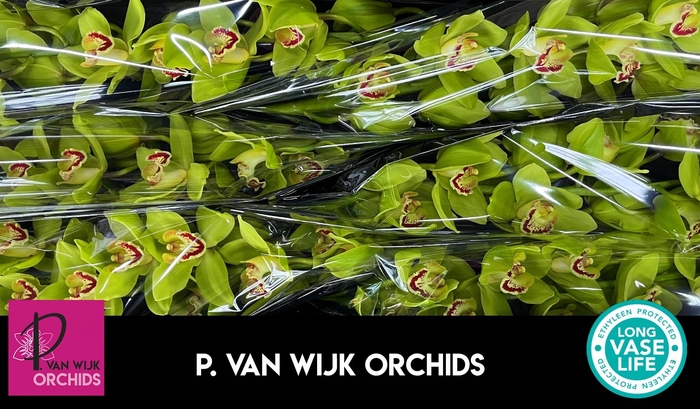 <h4>CYMB T NOAH</h4>