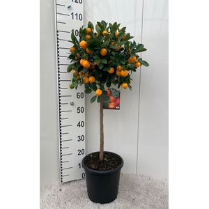 Citrus Calamondin on stem