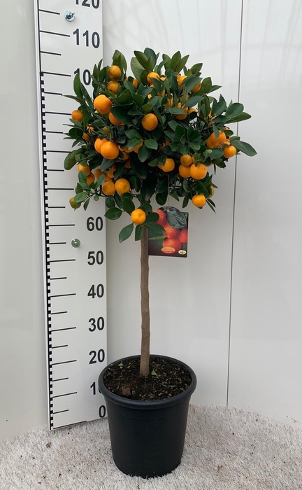 <h4>Citrus Calamondin on stem</h4>