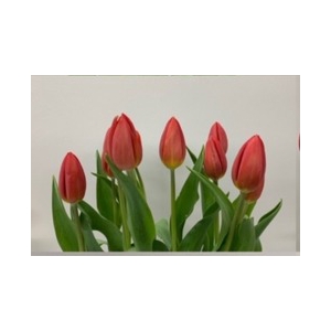 Tulips Single Pink
