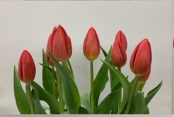 <h4>Tulips Single Pink</h4>