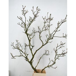 MAGNOLIA GRILLIG PER STEM 160CM
